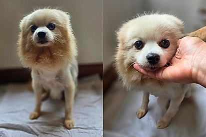 “Troco por uma geladeira”: cachorro chamado Cachecol é resgatado após anúncio absurdo e agora busca uma chance de ser feliz
