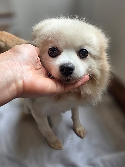 A cachorrinha provavelmente era usada como matriz.