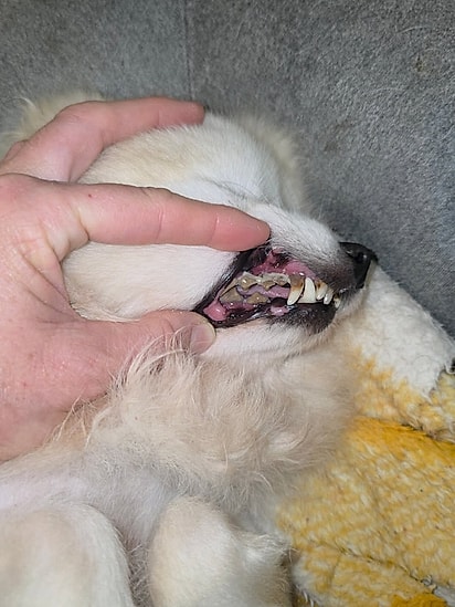 Cachecol precisa de um tratamento dentário.