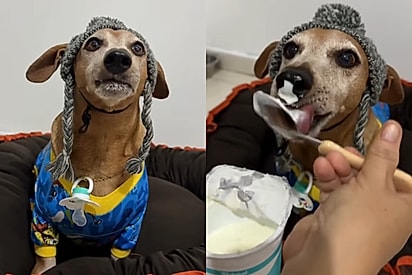 Cachorrinho de 10 anos finge ser filhote e engana família de bom coração por anos: ‘toma até iogurte’