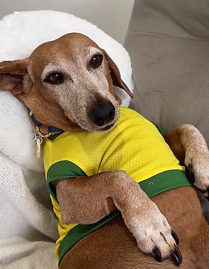 Xuxo, um cão salsicha de 10 anos. 