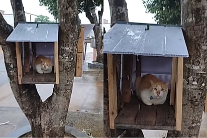 Casinha de gato gerou debate nas redes sociais