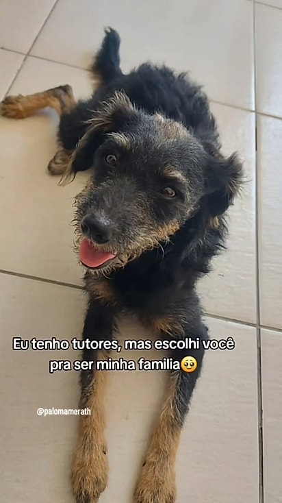 Era para ser lar temporário, mas virou família, amor e muitos rabinhos felizes.