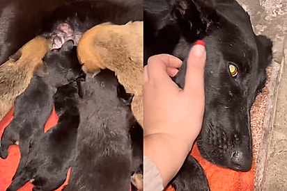 18 filhotes: Cachorrinha de rua aceita cuidar de mais 10 filhotes que não eram dela e atitude emociona