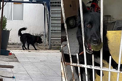 “Ele me surpreendeu”: entregador vai fazer entrega e recebe convite fofo de cachorro.