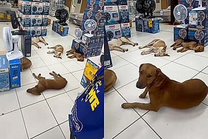 Compre um ventilador e leve um caramelo: Cães marcam encontro para descansar em loja e vídeo viraliza