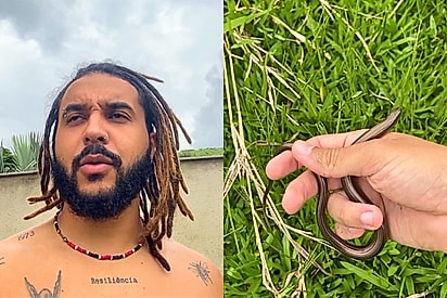Rapaz acorda pela manhã para conferir seu jardim e salva animalzinho antes de virar vítima dos seus 7 gatos 