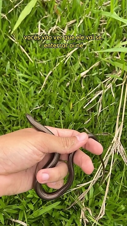 Ele foi solto nos fundos do terreno onde há um matagal.