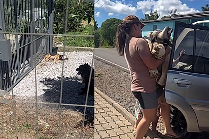 Enquanto tutores viajavam, cachorro agonizava sob o sol quente e voluntárias invadem pátio para tentar salvá-lo