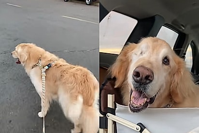Hoje eu daria qualquer coisa por mais um passeio: a homenagem ao golden Nando que emocionou a internet