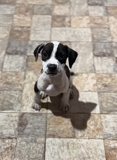 O cachorrinho Panda entrou na casa e se adotou.