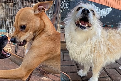 Dona de escola para pets aproveitou para fazer um vídeo bem humorado sobre os cães
