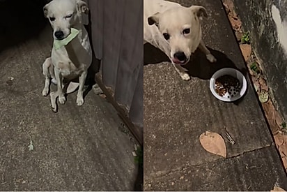 Cachorro tenta realizar pagamento da ração com folha