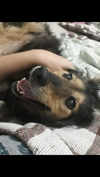 Malu foi uma cachorrinha muito amada, que deixou marcas eternas no coração de sua tutora.
