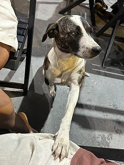 Patinha na perna, olhar sofrido e missão cumprida.