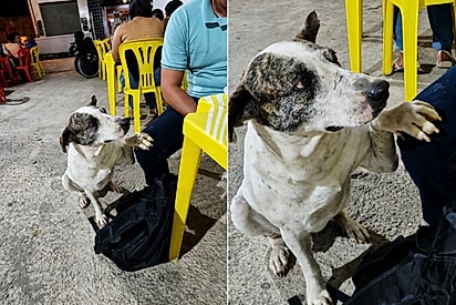 Ele é assim, juro”: Cachorrinho conquista clientes de bar em Pernambuco com tática infalível para ganhar espetinho.