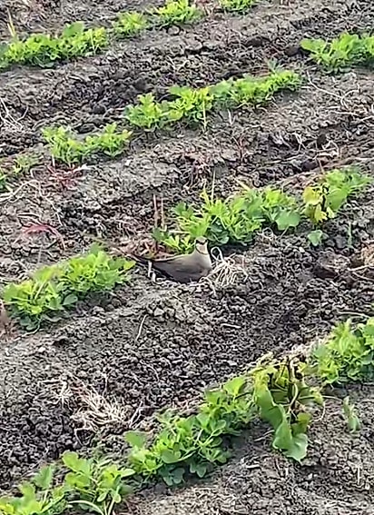 Os ninhos dessas aves são feitos no chão.