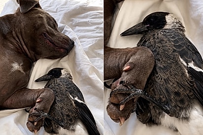 Ave segura a pata de pitbull enquanto ela dorme e cena revela amizade improvável entre as duas.
