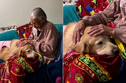 Golden ajuda vovó a superar tristeza com carinho e companhia em vídeo emocionante.