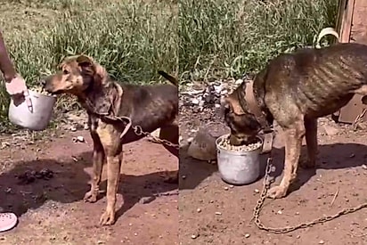 Feliz, gordinho e amoroso: Cachorrinho dá volta por cima e se transforma após receber amor