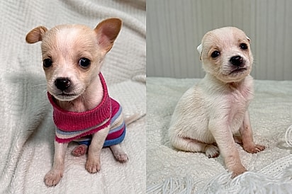 “O chihuahua da OLX”: mulher compra filhote e descobre que pet tinha outros planos.