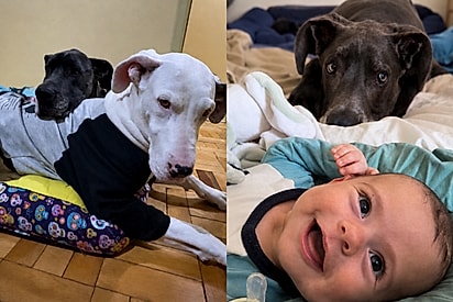 Gigante no tamanho e no amor: dogue alemão que cuidava da irmã surda agora protege sua mini humana.