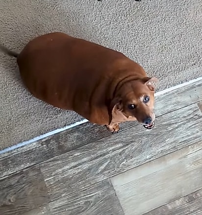 Daisy estava com 25 quilos.