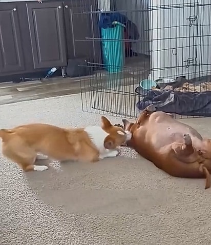 A cachorrinha ajudou na recuperação de Daisy.