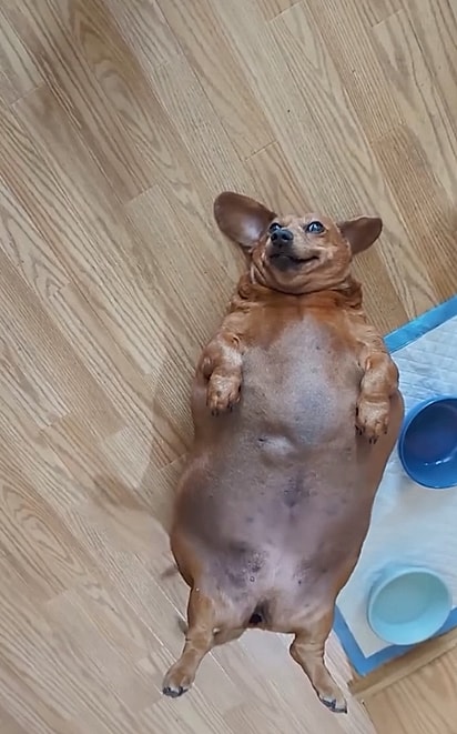Daisy sempre virava com a barriga para cima.