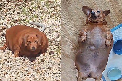 “Ela não conseguia se mover”: cadelinha que pesava 25 kg volta a correr após nova chance