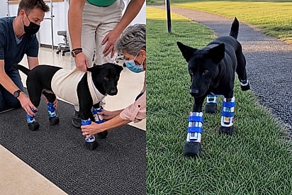 “Imparável”: cão que teve as patas mutiladas ganha próteses e volta a andar após ser resgatado.