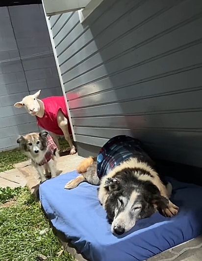 Os animais pareciam saber que algo estava errado. 
