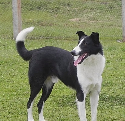 João, quando era um cão jovem. 