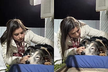 Você vai para o céu com a Joana: Tutora tem a conversa mais difícil com cãozinho idoso ao perceber ele partindo