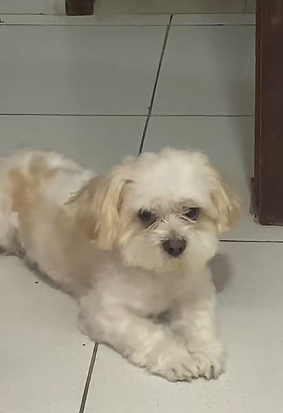 Lupe, um cão de 7 anos. 