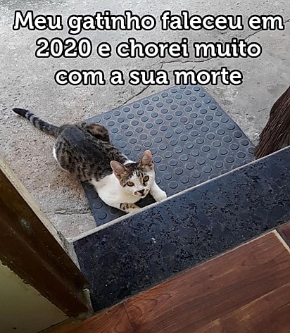 O antigo gatinho de Jucy.