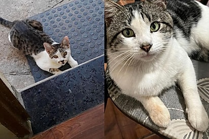 ‘To cansada de chorar por desconhecidos’: no dia do seu aniversário, jovem chega em casa e encontra gato que apareceu para curar seu coração enlutado