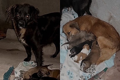 Duas mãezinhas dão à luz em casa abandonada e emocionam ao proteger filhotes até o resgate