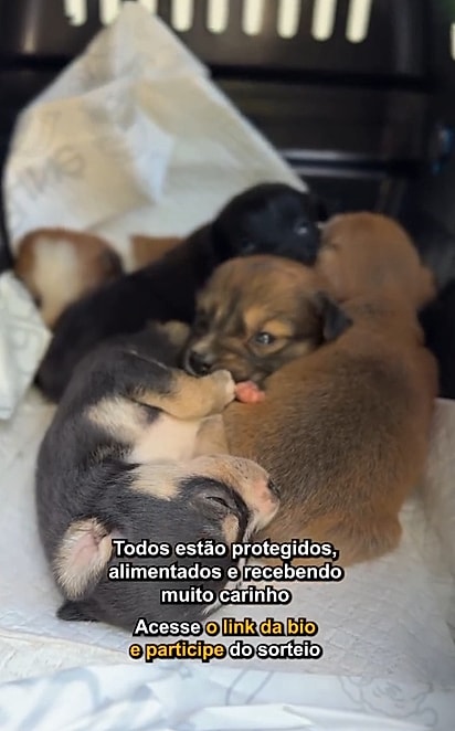Depois do resgate, Rita, Sofia e seus filhotes começam uma nova fase com segurança e carinho.