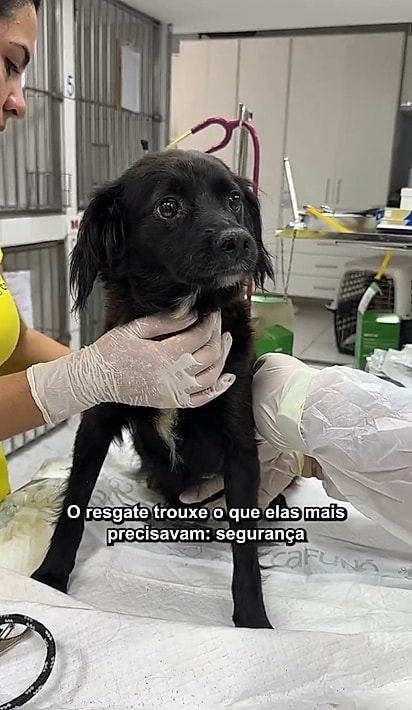 Rita e Sofia protegeram seus filhotes até a ajuda chegar.