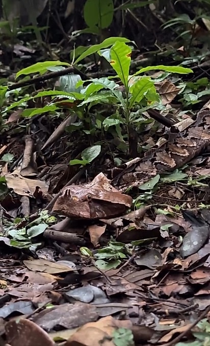 A víbora-gabão possui as maiores presas dentre todas as serpentes venenosas.
