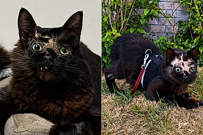 Gatinho especial recebe comentários maldosos pela aparência, mas internautas defendem: “É lindo e único”.