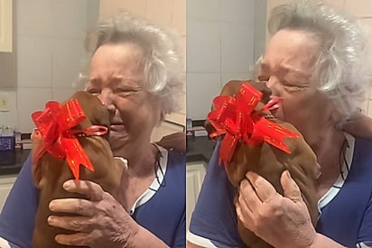 ‘Melhor vídeo que vi hoje’: avó chora como uma criança após ganhar presente perfeito de neto após perder sua cachorrinha