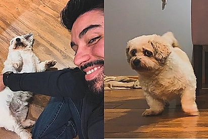 Tutor se despede de pet após sete anos e homenagem emociona seguidores