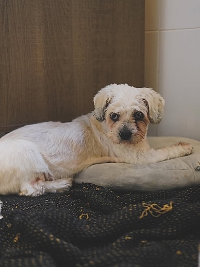 A cachorrinha estava com alzheimer.