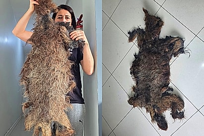 Força-tarefa remove dois quilos de pelos compactados de cachorrinha resgatada em situação de abandono