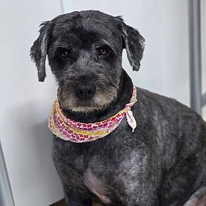 A cachorrinha vivia negligenciada junto com outros 9 cães.