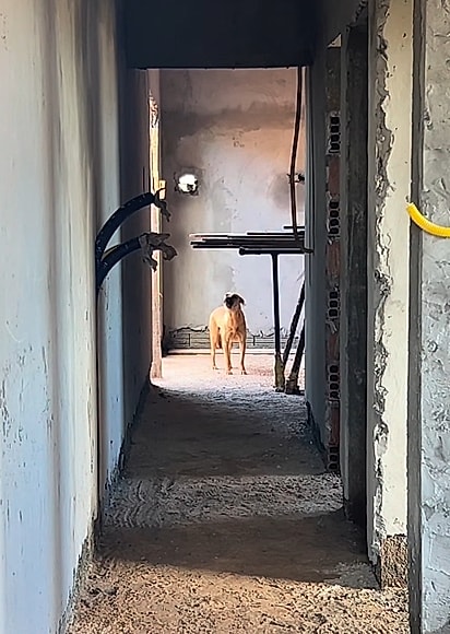 A cachorrinha era muito arisca.