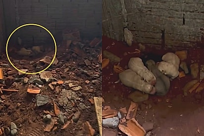 Eu pedi por alegria e recebi seis: após perder pets, moça acha 6 minivigilantes em obra e decide criar todos