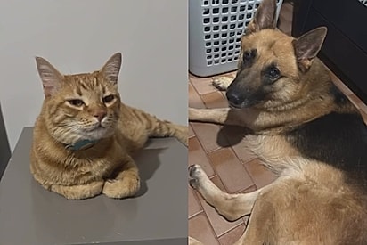 A família perdeu os dois animais.